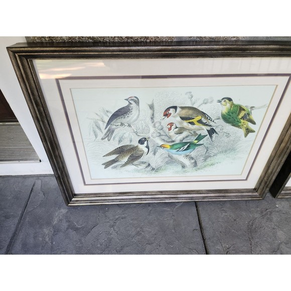 Vintage Song Bird Animal Framed Color Picture Wall Home Decor Print 15 x 21" - Picture 3 of 6